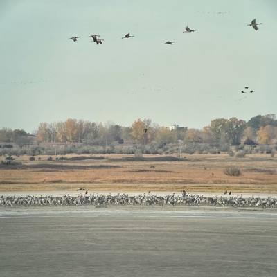 Sandhill Cranes, Bald Eagles, and Greater White-fronted Geese