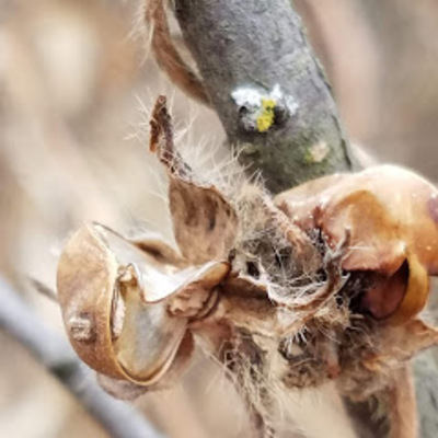Honeyvine Milkweed, Cynanchum laeve
