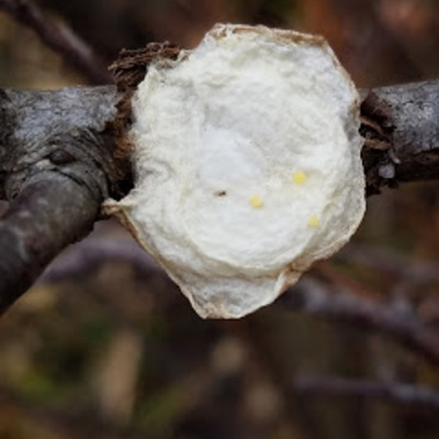 A strange, disk-shaped egg case, smaller than a dime and deposited on a plum twig, that sported three yellow eggs on the surface