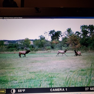 Elk on game camera
