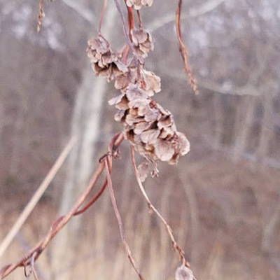 Climbing False Buckwheat, aka  Polygonum scandens