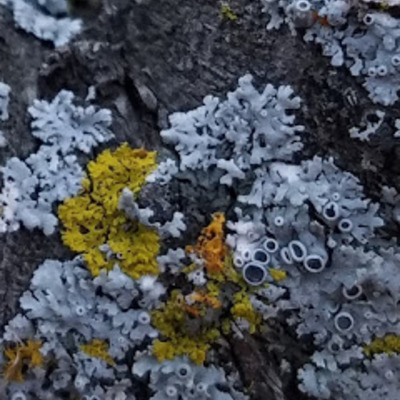 At least three kinds of Lichen