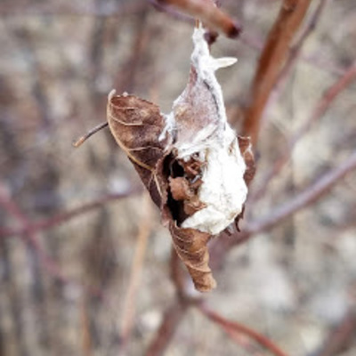 Silk and leaf attached to plum twigs