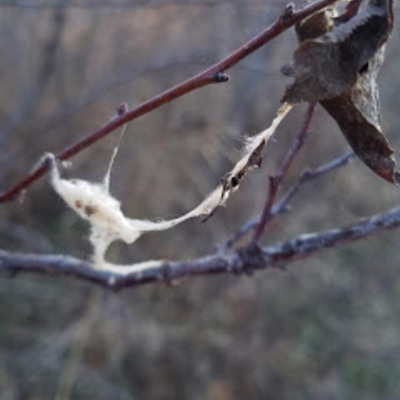 Silk and leaf attached to plum twigs