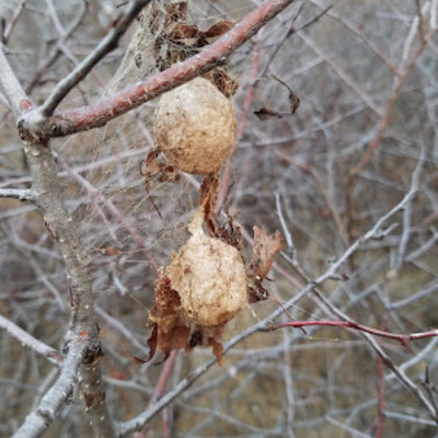 Two A. Aurantia egg sacs, attached to plum twigs and leaves
