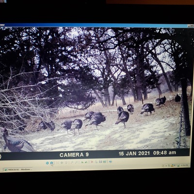 Wild Turkeys on game cam