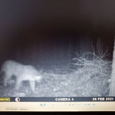 Mountain Lion caught on game camera