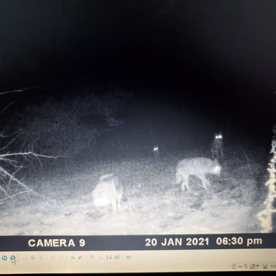 Four Coyotes on game cam